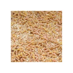 Lebende Pinkys 0,5 l Angelköder Maden